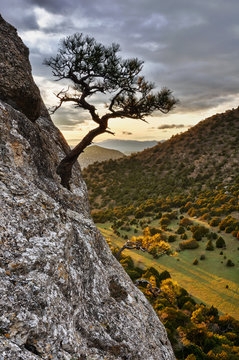 Tree growing from rock, Novyi Svit village area, Crimea, Ukraine