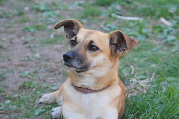 picture of dog