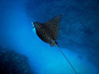 Eagle Ray, Ambergris Caye, Belize