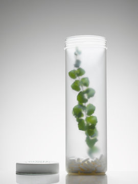 Plant growing inside of pill bottle