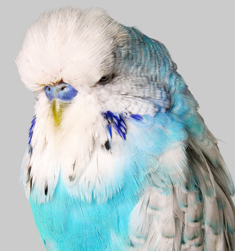 Budgerigar with blue and white feathers