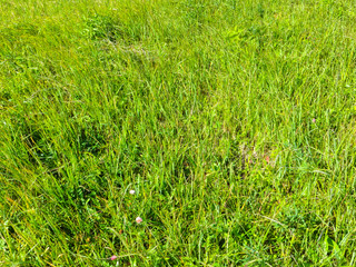 Background of the green grass. Natural texture