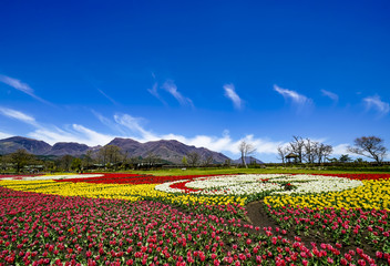 くじゅう花公園　チューリップ