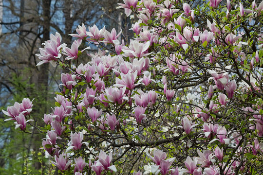 Krone magnolia with white and pink flowers