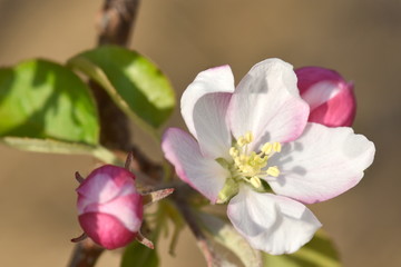 Obraz premium apple flower