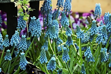 Muscari