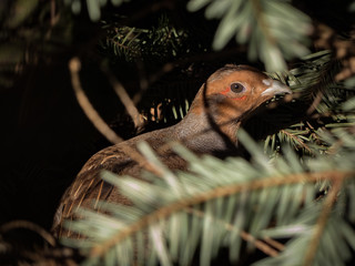 Rebhuhn versteckt sich im Unterholz