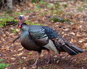 Wild eastern tom turkey (Meleagris gallopavo) walking