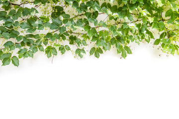 ivy leaves isolated on a white background