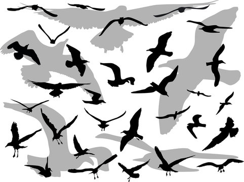 grey and black gulls on white background