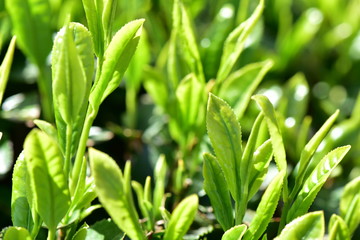 Obraz premium 狭山茶の新芽