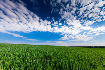 Obraz premium Green Field and Beautiful Sunset