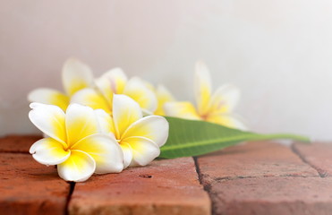 Blooming white Plumeria or Frangipani flowers with green leaf on the brick floor