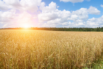 A wheat field, fresh crop of on a sunny day. Rural Landscape
