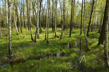 A nature reserve with birch trees and a marsh among green grass