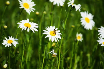 Shasta daisy