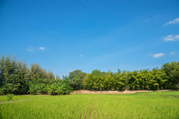 Obraz premium Paddy field in Thailand