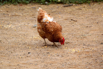 Hen in a poultry farm pecking some corn on the floor. Empty copy space for Editor's text.