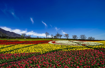 くじゅう花公園　チューリップ