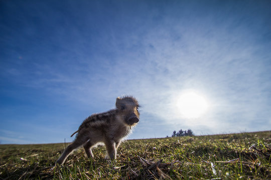 Wildschwein