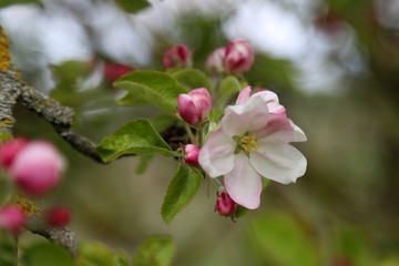 Spring flowering / Spring flowering of fruit trees