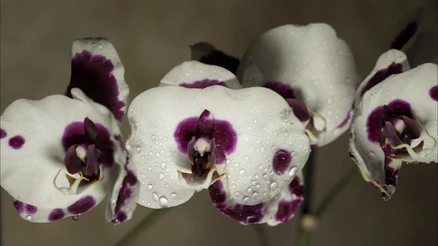 White with violet spots orchid phalaenopsis under the water drops.