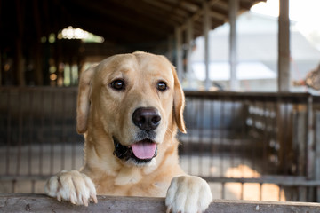 Brown dog stood and wait over the cage background