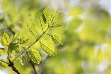 Fototapeta na wymiar Fresh green leaves on tree branch isolated on natural background
