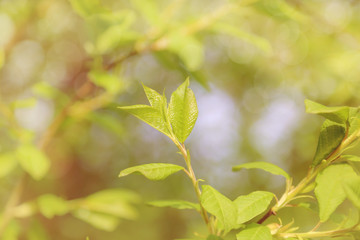 Fototapeta na wymiar Blurred natural background with fresh green tree leaves