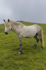 Fototapeta na wymiar Wild horse portrait in the mountain