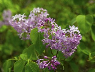 Fototapeta na wymiar Beautiful Lilac flowers closeup