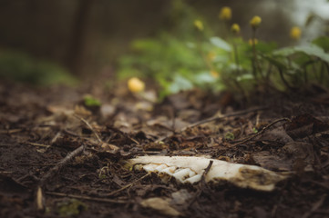 Bones on the ground.