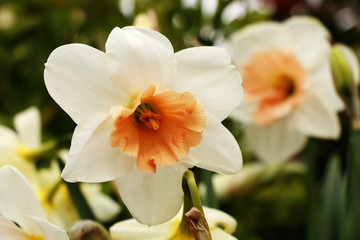 Fototapeta na wymiar Yellow Narcissus