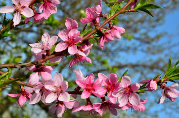 
Branches of a blossoming peach tree, shot close-up.