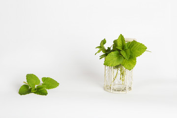 Green lemon balm in a white basket on white background decorated