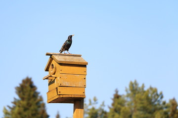Starling on a dilapidated birdhouse.