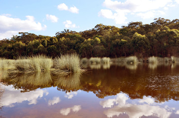 Reeds and cloud reflections in a Lake Couridjah, Thirlmere Lakes National Park, near Picton, NSW,...