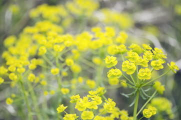 Macro Shot Of An Yellow Wild Flower