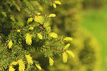 The spruce is spiky at spring