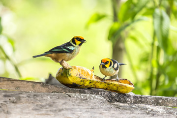 Flame-faced Tanager Feeding on Plantain Banana