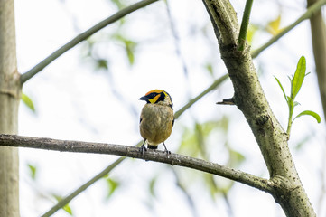 Flame-faced Tanager Perched on a Tree