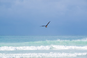 Fototapeta na wymiar Pelican Flying Over Tortuga Beach in Santa Cruz Galapagos Islands