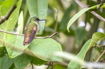 A Fawn-breasted Hummingbird Perched on a Tree in Mindo Cloud Forest Ecuador