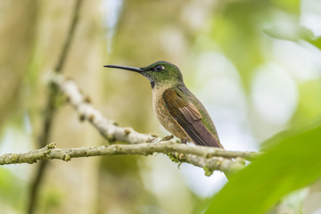 A Fawn-breasted Hummingbird Perched on a Tree in Mindo Cloud Forest Ecuador
