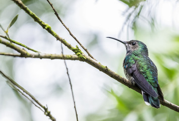 Female White-necked Jacobin Perched on a Tree in Mindo Cloud Forest Ecuador