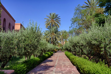 Allée avec des oliviers au Maroc 