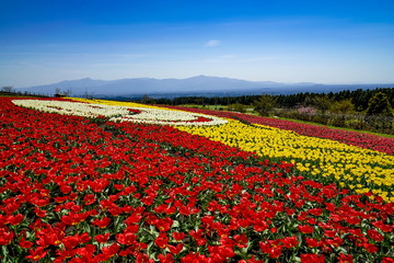 くじゅう花公園　チューリップ