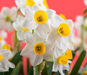narcissus blooming with red background
