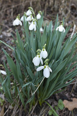 Galanthus nivalis  