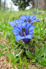 Gentiana clusii